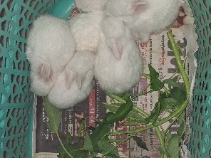 New Zealand – ravite – Budaun