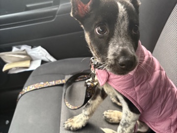 Blue Lacy – Stella – Portage