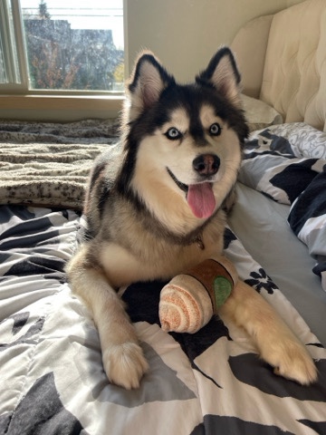 Siberian Husky – Husky looking for new home