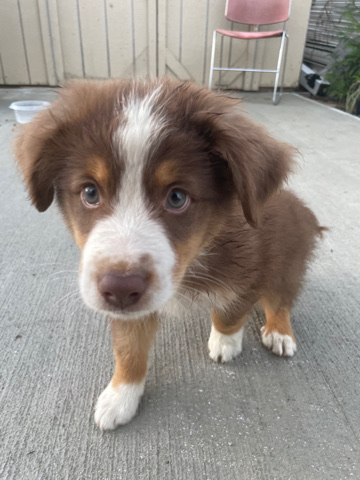 Australian Shepherd – dog