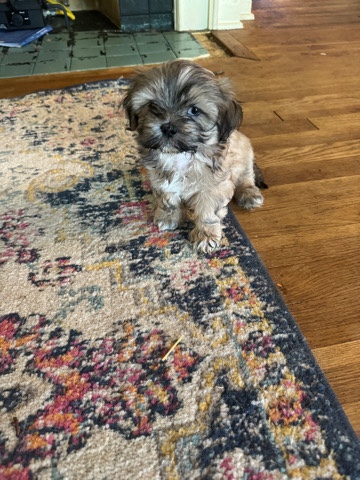Lhasa Apso – AKC Lhasa Apso puppy
