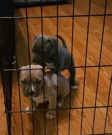 Bull and Terrier – Bully pups for sale!