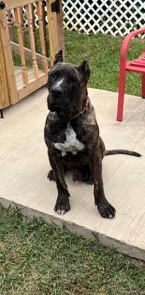 Presa Canario