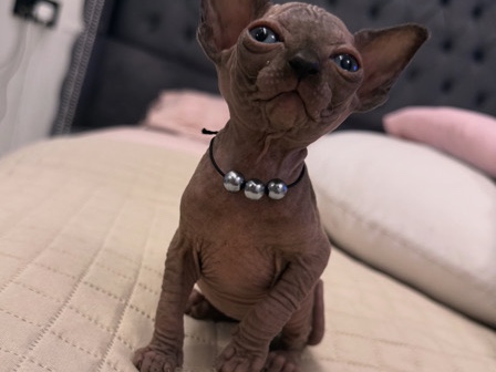 Sphynx – Tica Adorable Kittens – King's Lynn
