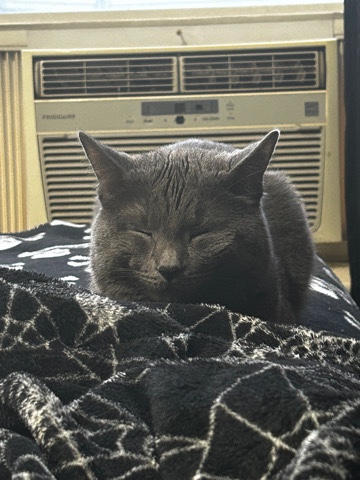 Looking for a new home