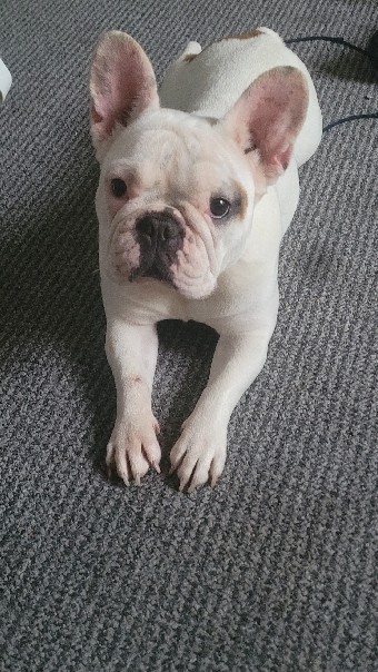 French Bulldog – frenchy rare