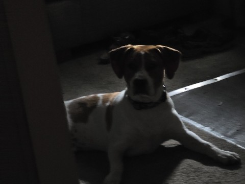 Jack Russell Terrier – love me – Sumter