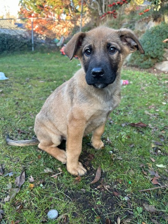 German Shepherd – German Shepard x Pitbull