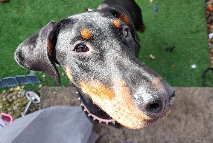 Doberman Pinscher – 7 month old European doberman puppy