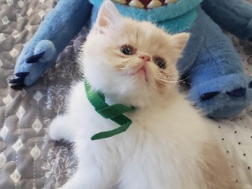 Exotic Shorthair – exotic kittens available – New Castle