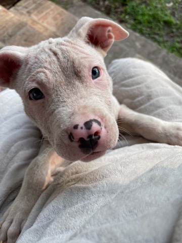 American Staffordshire Terrier – American Stafordshire Terrier Puppy