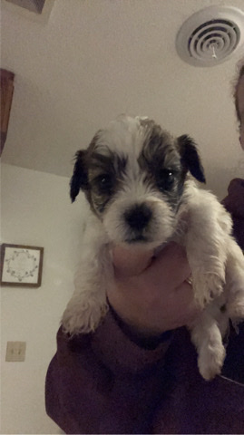 Shih Tzu – shitzu and Lahsa Apso mix puppies