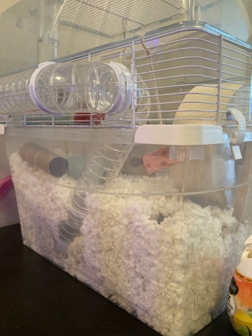 Any – Rehome Dwarf Hamster