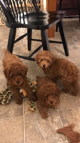 Poodle – Miniature poodles