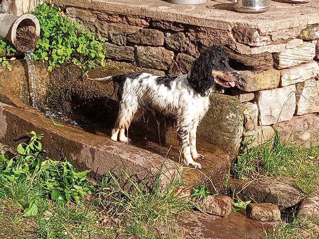English Cocker Spaniel – female cocker spaniel