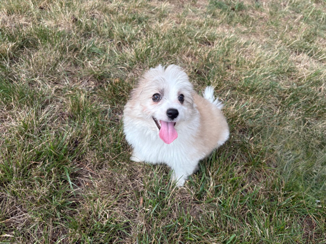 Australian Shepherd – OLAF – AUSSIECHON PUPPY – Philadelphia