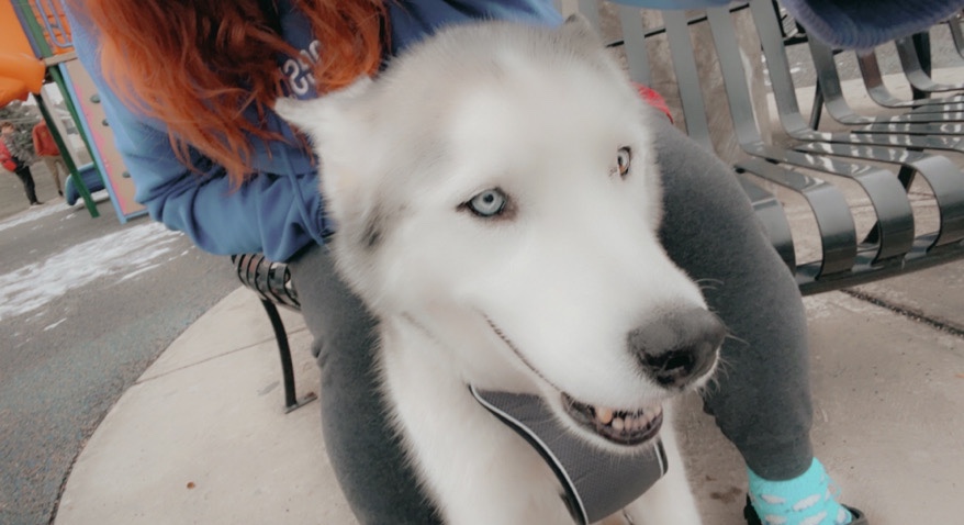 Alaskan Malamute – rehoming needed