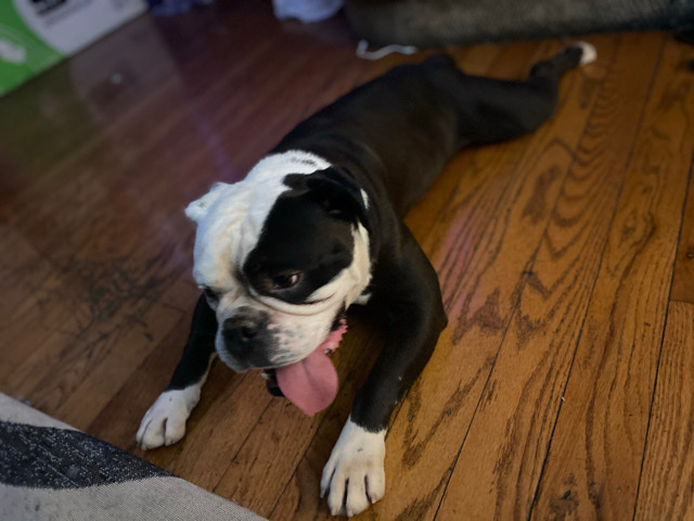 Olde English Bulldogge – Benjin Philadelphia Pa