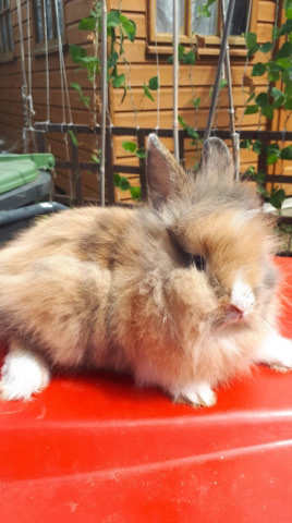 Lionhead – beautiful lion head rabbits