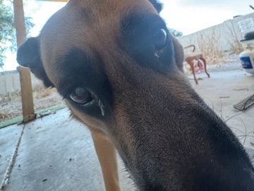 German Shepherd – Eva – Phoenix