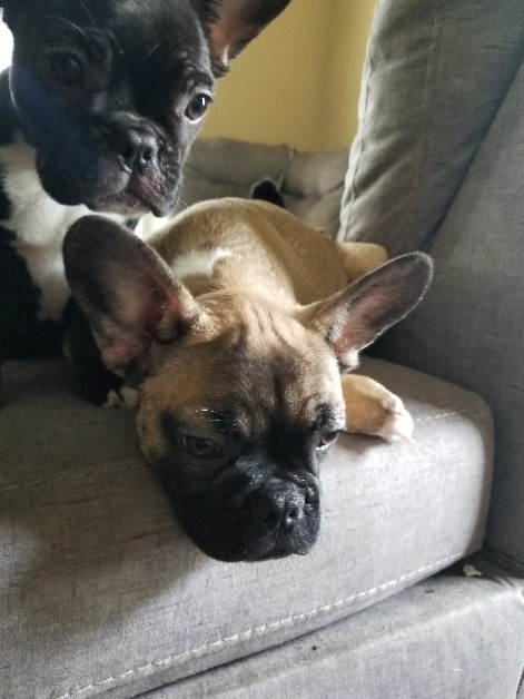 French Bulldog – French Bulldog Puppies ON SALE due to moving homes