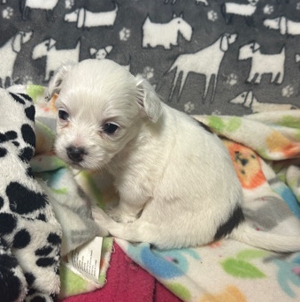Shih Tzu – Shih Tzu
