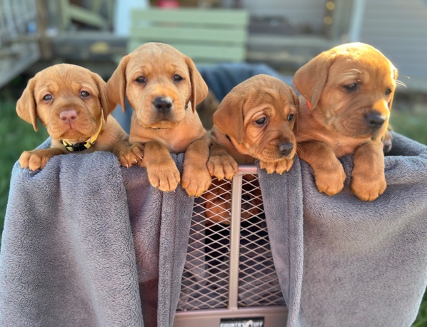 Labrador Retriever – Fox Red Labrador puppies