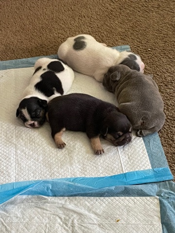 French Bulldog – hershe_the_frenchie