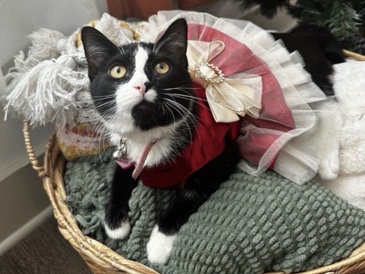 American Shorthair – Kindle, 1-year old Cat💗 – Duluth