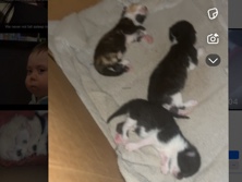BABY KITTENS – Orange