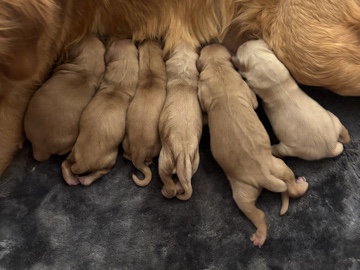 Golden Retriever – Golden Retriever puppies – Sun Valley