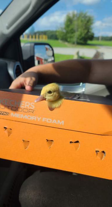 Baby Pekin Duck looking for a forever home