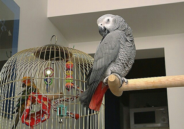 2 years Pair African grey parrots ready now