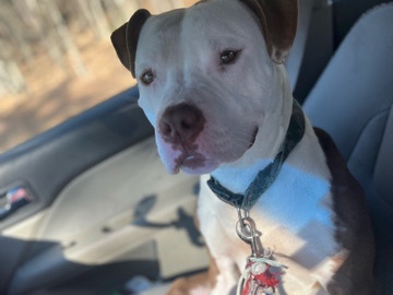 American Pit Bull Terrier – Affectionate American Pit Bull Terrier – 1 Year 3 Months Old – Ahoskie