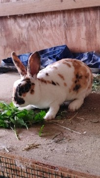 Mini Rex – Mini Rex Rabbits