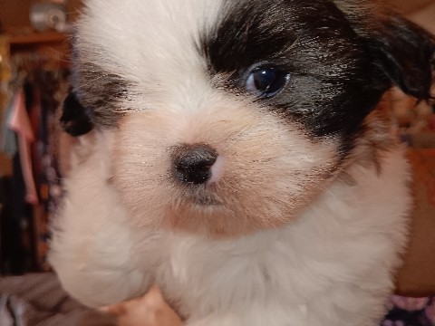 Shih Tzu – CKC Registered Shih Tzu baby
