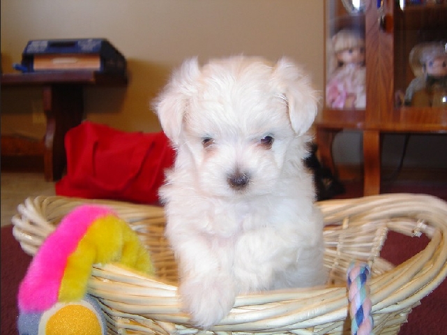 Maltese – Tea Cup Maltese Puppy for sale