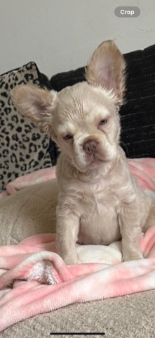 French Bulldog – French bulldog