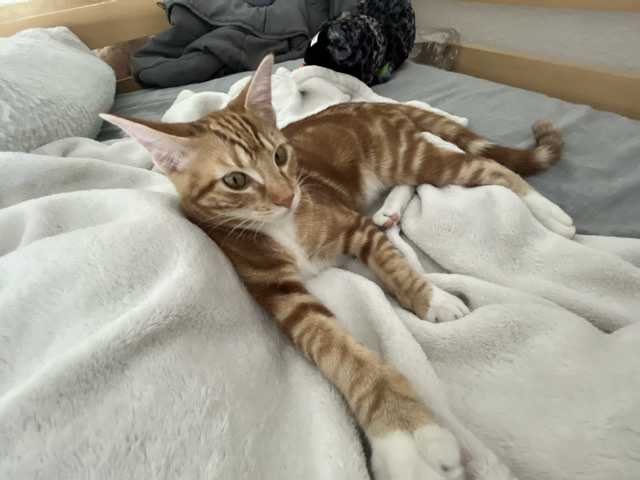 American Shorthair – Orange Female Kitten