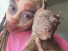 American Pit Bull Terrier – xl bully mix with pitbull terrier for sale – Metter