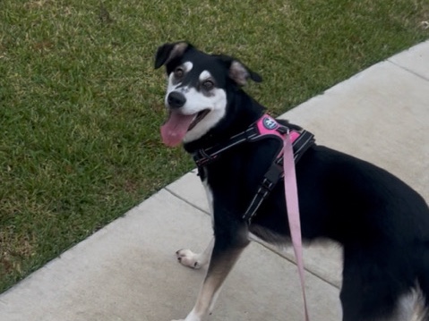 German Shepherd – Friendly German Shepherd – Almost 2 Years Old – Houston – Houston