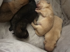 Pomeranian – cachorros Pomerania en venta – Phoenix