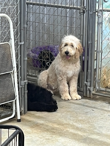 Poodle – goldendoodle