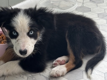 australian shepherd x border collie