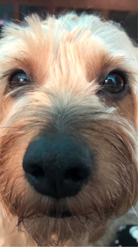 Yorkshire Terrier – tucker