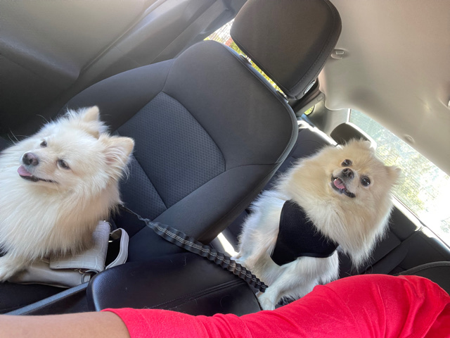 Pomeranian – brothers on sell
