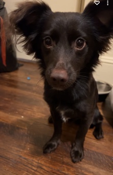 Leo Needs a new home