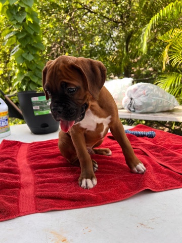 Boxer – Boy Boxer Puppy