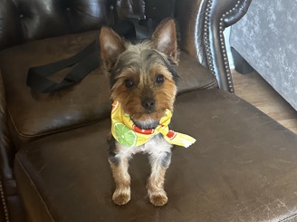 Yorkshire Terrier – Pure Breed Yorkie