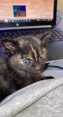 Monkey (calico kitten)